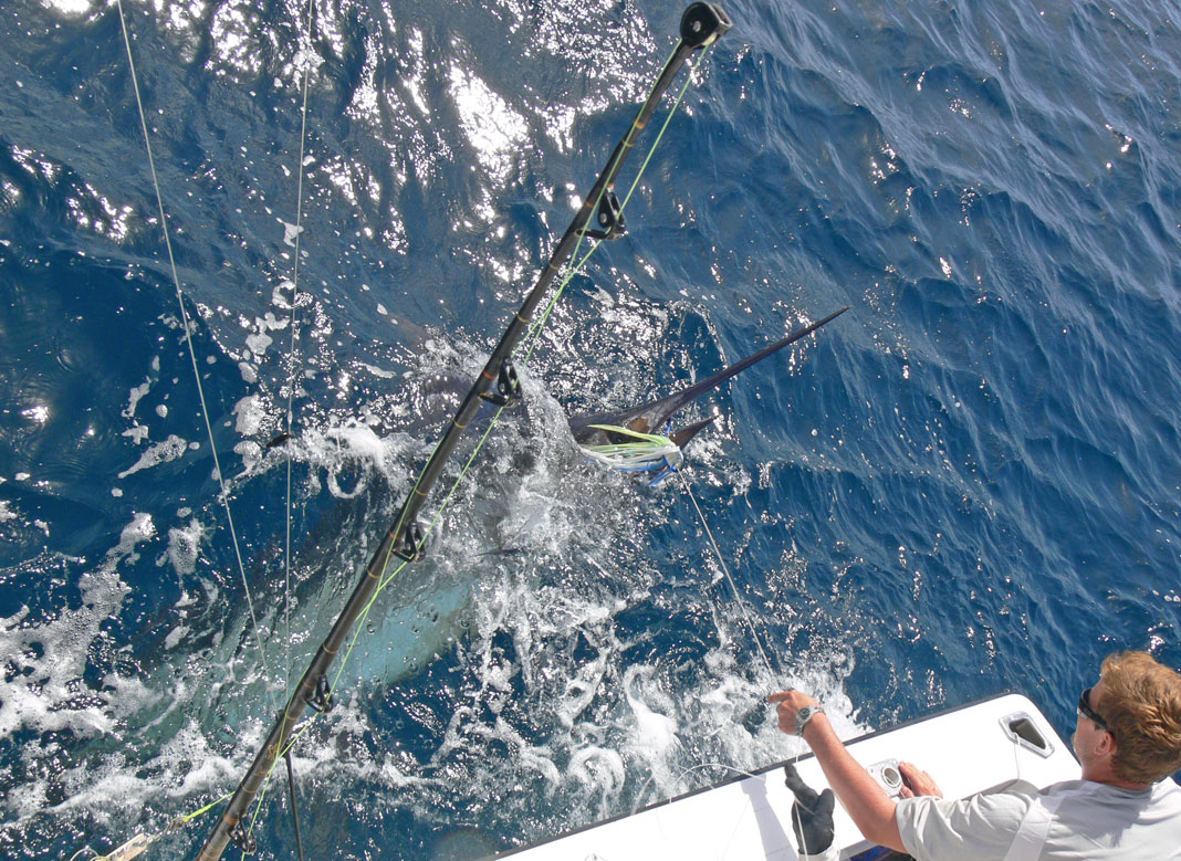 Andrew Welham's blue marlin 450lb 2012