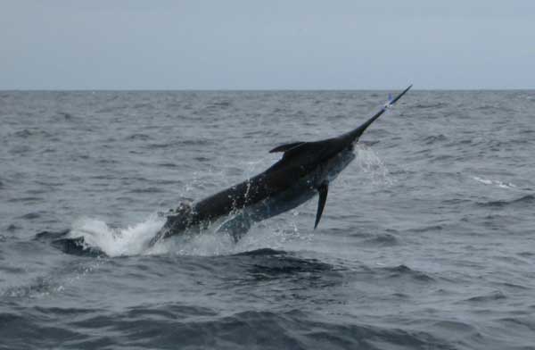 450 lb blue marlin for Marc-Andre Doyon 2008