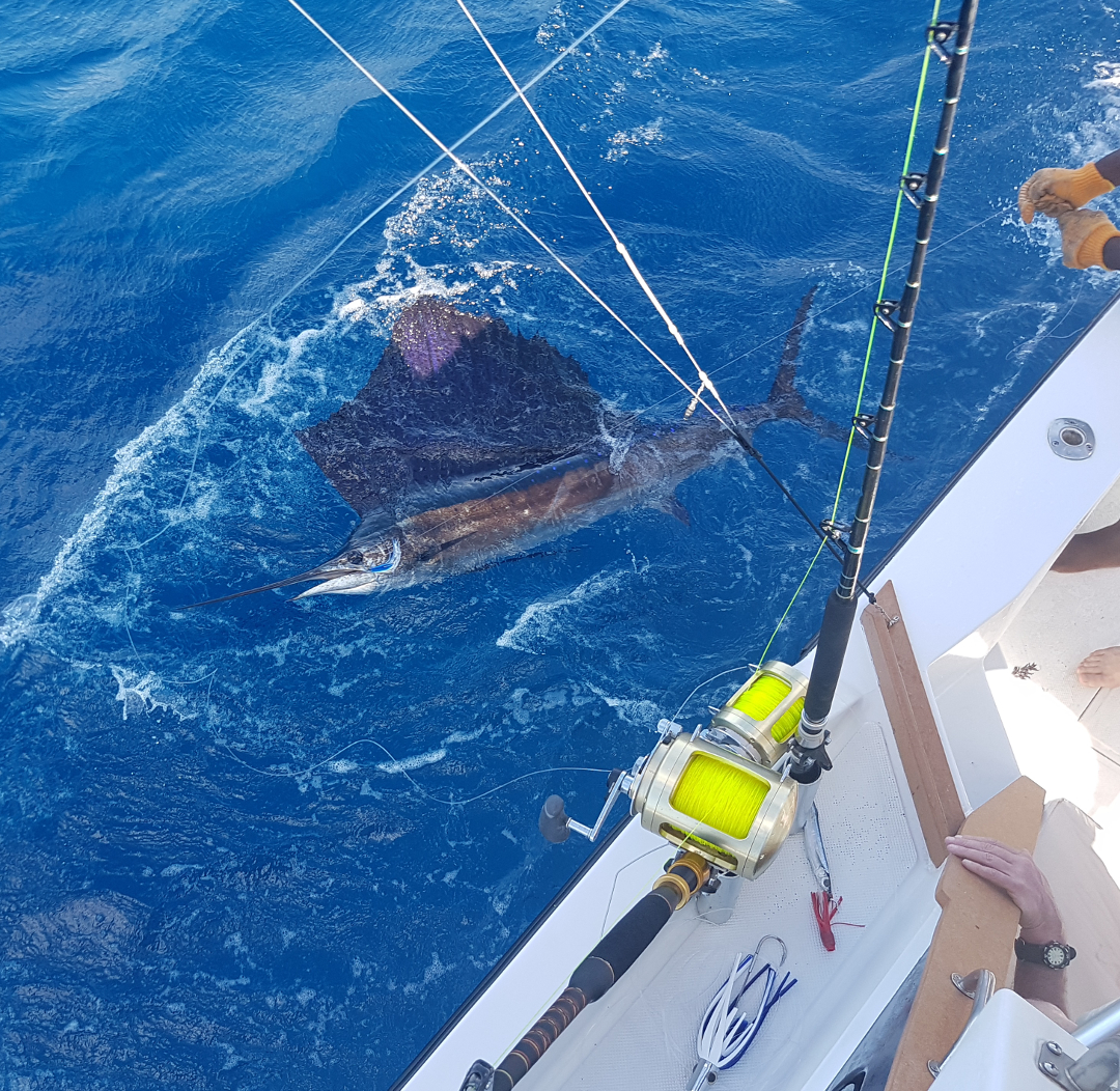 beautiful sailfish caught on yes aye