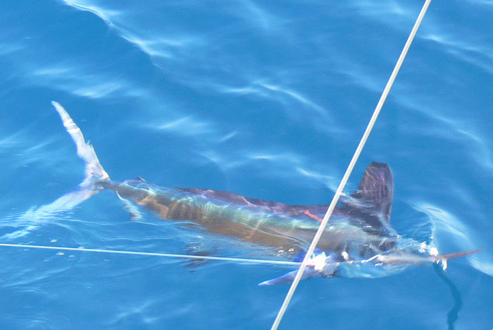 white marlin