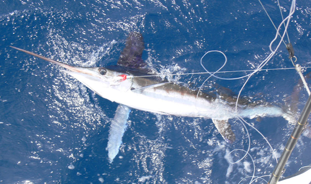 white marlin