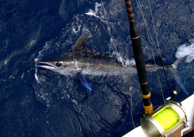 white marlin showing blue pectoral colour