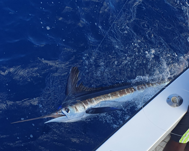 white marlin