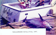 yellowfin