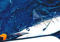 Darren's blue marlin by the boat