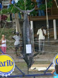 669lb tournament record blue marlin