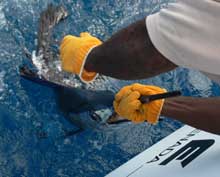 Adam's sailfish at back of the boat