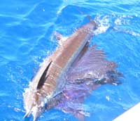 Richard Webb's sailfish by the boat