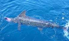 Great shot of Glen's blue marlin