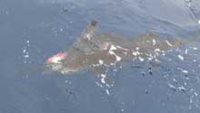 Benjamin's sailfish close to the boat