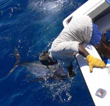 blue marlin caught on Yes Aye grenada