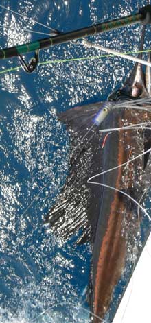 Mrs Onslow caught this sailfish with true Blue Sportfishing