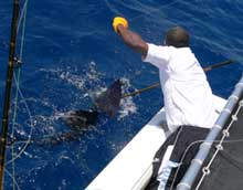 another sailfish caught with true Blue Sportfishing grenada