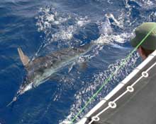 Jarred's white marlin release on Yes Aye Grenada