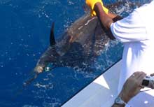 Jason's sailfish capture on Yes Aye