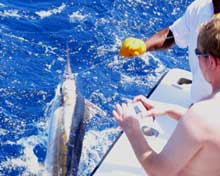 Stuarts 50lb blue marlin caught on Yes Aye grenada