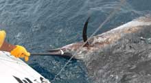 Pip's sailfish ready for release