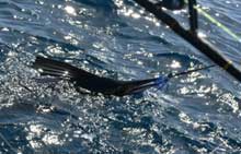 sailfish released on yes Aye grenada