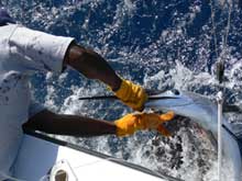 Leslie unhooks Alan's sailfish