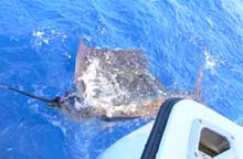 Charlie's sailfish at back of boat