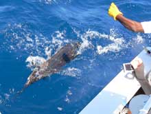 Will's sailfish by the boat