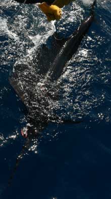 sailfish caught with true Blue Sportfishing