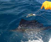 Matthew's sailfish by the boat