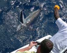 120lb blue marlin release foir john onboard Yes Aye