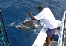 sailfish released by yes Aye grenada