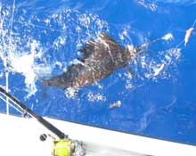 Yes aye catches lots of sailfish in grenada