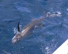 sailfish catch by True Blue Sportfishing