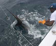 BIG blue marlin caught by True Blue Sportfishing grenada