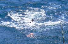 sailfish released on yes Aye grenada