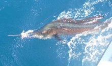 sailfish caught onboard Yes Aye grenada