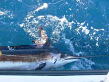 white marlin caught by true blue Sportfishing Grenada