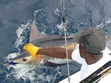 True blue ZSportfishing catch blue marlin like this one