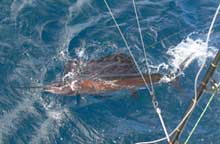 yes aye catches sailfish like this in grenada