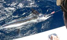 True Blue Sportfishing offers fantastic blue marlin fishing