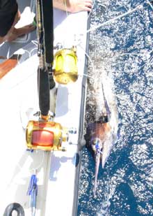 blue marlin released on Yes Aye grenada