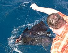 sailfish catch in grenada on Yes Aye