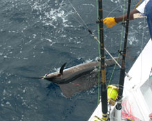 sailfish action onboard yes aye grenada