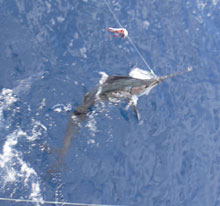 sailfish