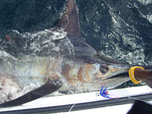 another blue marlin with true blue Sportfishing Grenada