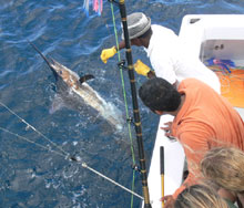 true blue Sportfishing catch blue marlin in grenada