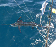 true blue Sportfishing caught this white marlin in grenada