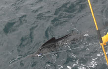 sailfish caught by true blue Sportfishing