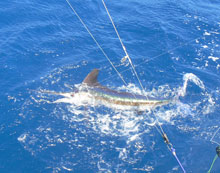 Catch white marlin onboard Yes aye grenada