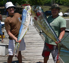 catch tasty dorado onboard with true blue Sportfishing