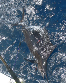 Grenada's sailfish fishing can be awesome - try it with true blue Sportfishing