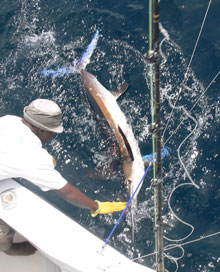 Come catch a white marlin with true blue Sportfishing grenada